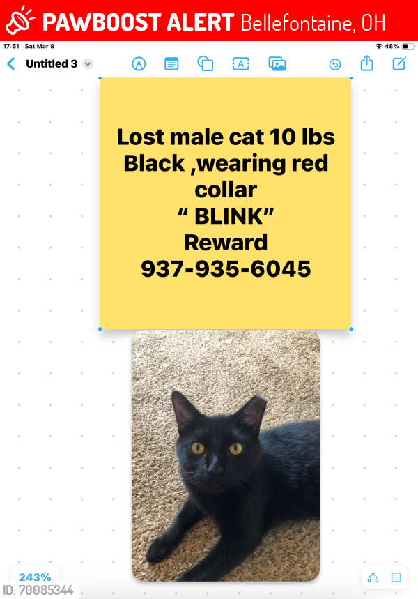 Lost Male Cat last seen Troy and Elm or Troy and Sandusky Bellefontaine ohio, Bellefontaine, OH 43311
