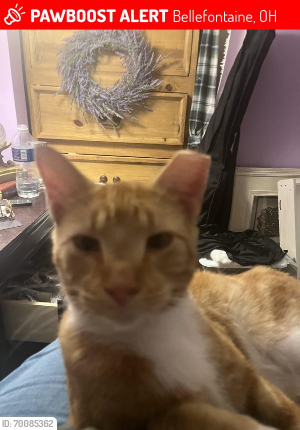 Lost Male Cat last seen Troy and Elm or Troy and Columbus st Bellefontaine , Bellefontaine, OH 43311