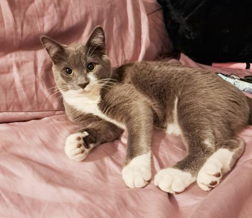 Lost Male Cat last seen Wendy's on North Academy by the Queen Ann apmts , Colorado Springs, CO 80917