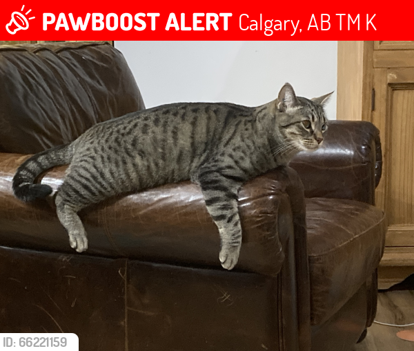Lost Male Cat last seen Christ the King School, Calgary, AB T3M 1K7