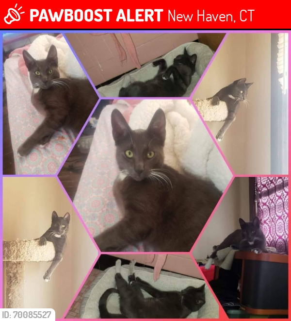 Lost Male Cat last seen Hobart  St, New Haven, CT 06530