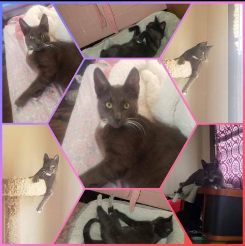 Lost Male Cat last seen Hobart  St, New Haven, CT 06530