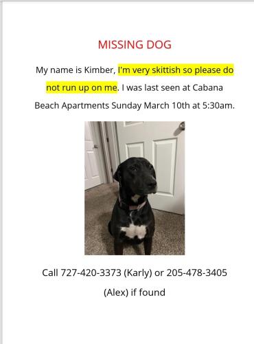 Lost Female Dog last seen Near SW 51st Terrace, Gainesville, FL 32607, Gainesville, FL 32607
