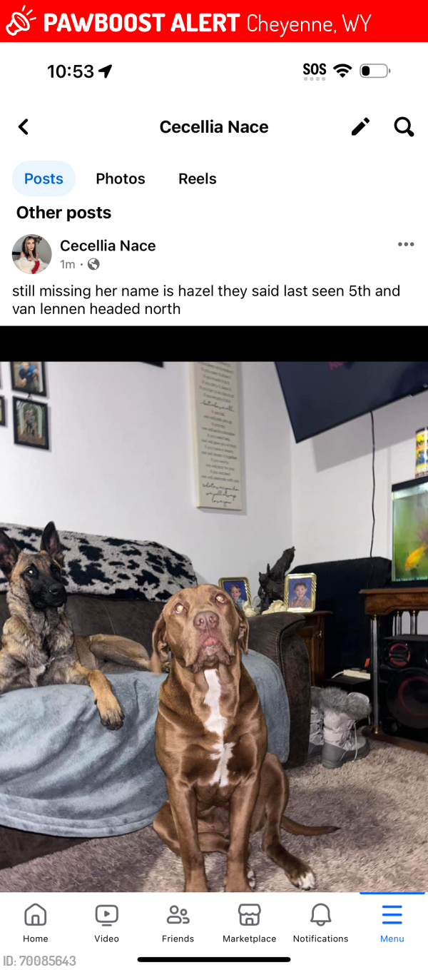 Lost Female Dog last seen 5th and evan’s , Cheyenne, WY 82007