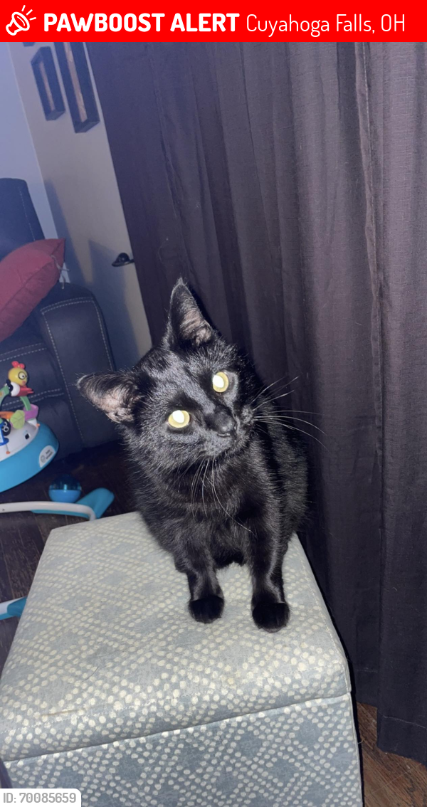 Lost Male Cat last seen Moving through front and back yards , Cuyahoga Falls, OH 44223