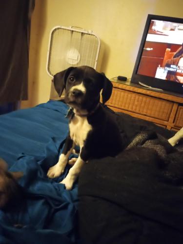Lost Female Dog last seen Dunlawton Ave and Orange Blvd  4955 orange Blvd Port Orange fl apt 104, Port Orange, FL 32127