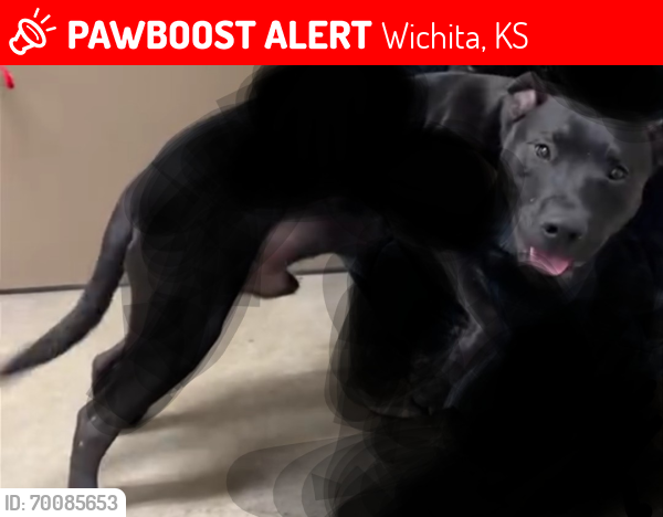 Lost Male Dog last seen Between 47th and Seneca to MacArthur and Seneca, Wichita, KS 67217