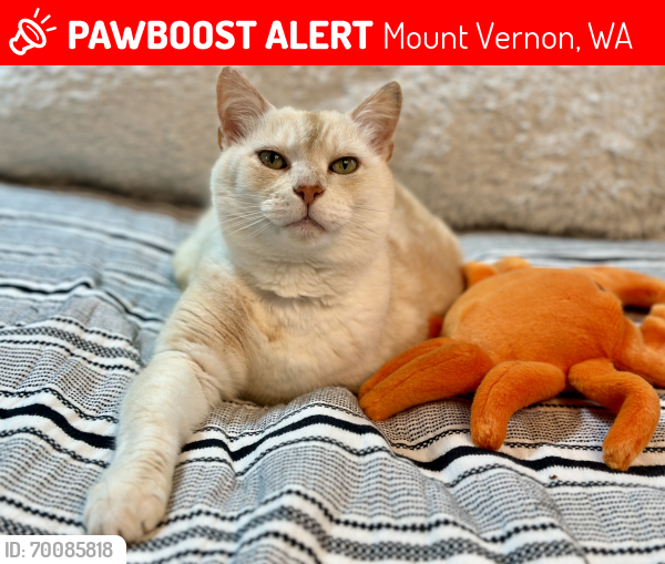 Lost Male Cat last seen Sioux/Shoshone, Mount Vernon, WA 98273