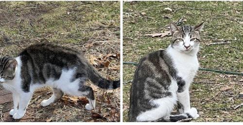 Lost Male Cat last seen Columbus Ave , Meriden, CT 06451