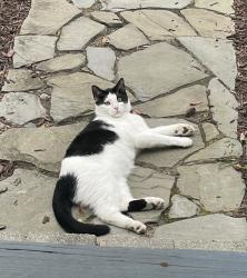 Lost Male Cat last seen 3rd and Berkley Ave, Palmyra, NJ 08065