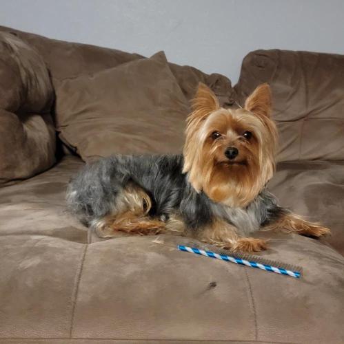 Lost Male Dog last seen Eisenhower and Weilshire Dr ,Midland Drive Texas, Midland, TX 79703