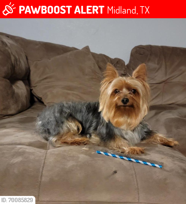 Lost Male Dog last seen Eisenhower and Weilshire Dr ,Midland Drive Texas, Midland, TX 79703