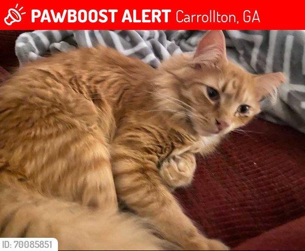 Lost Male Cat last seen Safari Park, Carrollton, GA 30117