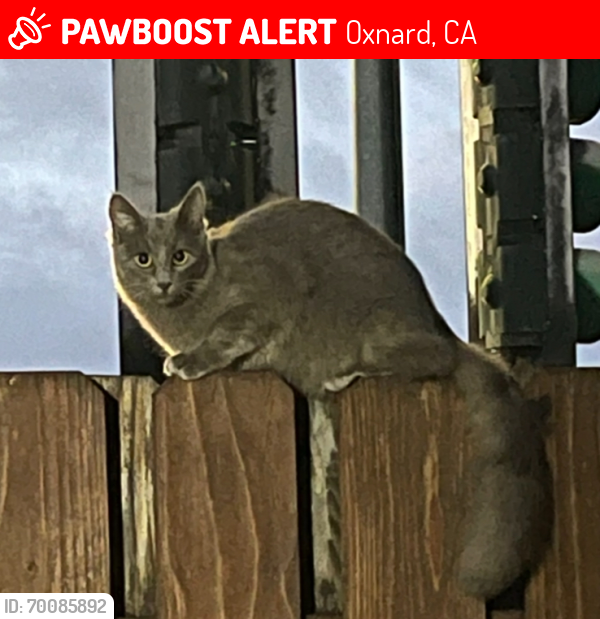 Lost Female Cat last seen W Pleasant Valley Rd, Oxnard, CA 93033
