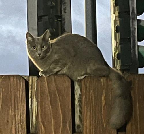 Lost Female Cat last seen W Pleasant Valley Rd, Oxnard, CA 93033