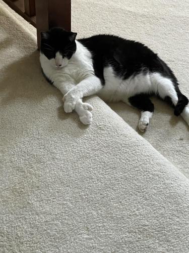 Lost Male Cat last seen Manny Pizza - behind the store in Fox hlooow, Ormond Beach, FL 32174
