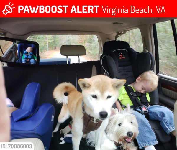 Lost Female Dog last seen Bray Rd and Lynn Acres Rd, Virginia Beach, VA 23452