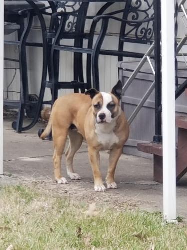 Found/Stray Unknown Dog last seen Avalon mobile  park close to Eakin&62, Columbus, OH 43223