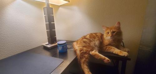 Lost Male Cat last seen Suburban Neighborhood, Omaha, NE 68116