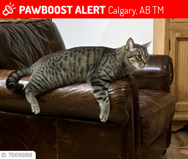 Lost Male Cat last seen Cranston, Calgary, AB T3M