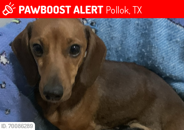 Lost Female Dog last seen Old Wells Hwy, Pollok, TX 75969