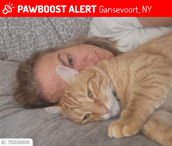 Lost Male Cat last seen James Court, Gansevoort, NY 12831