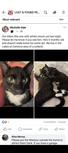 Lost Male Cat last seen Lakes at Centerra , Loveland, CO 80538