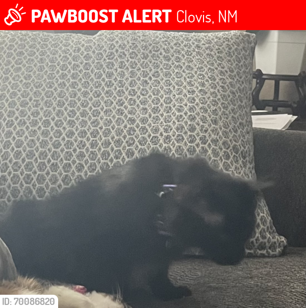 Lost Male Cat last seen Hammond Blvd & Humphrey, Clovis NM, Clovis, NM 88101