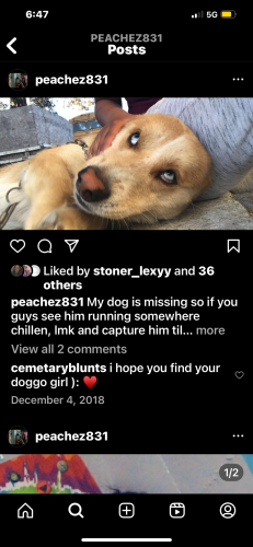 Lost Male Dog last seen Near boronda rd, Salinas, CA 93907