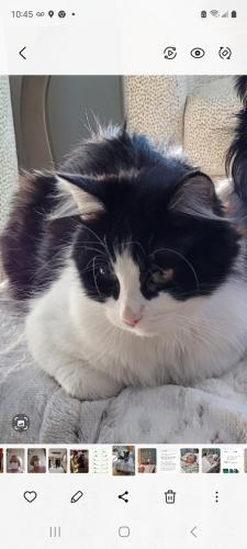 Lost Male Cat last seen Bluemound and sunnyview , Appleton, WI 54914