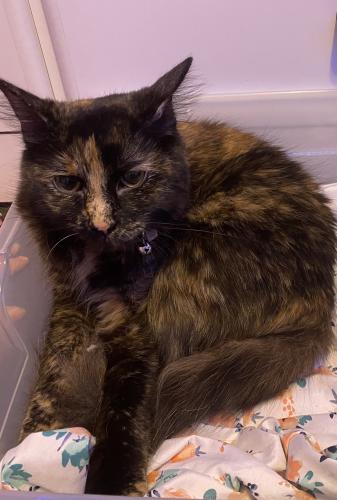 Lost Female Cat last seen Mennel/wendy/speedway, Logan, OH 43138