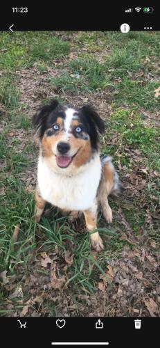 Lost Female Dog last seen Ringgold rd Clarksville Tn 37042, Clarksville, TN 37042