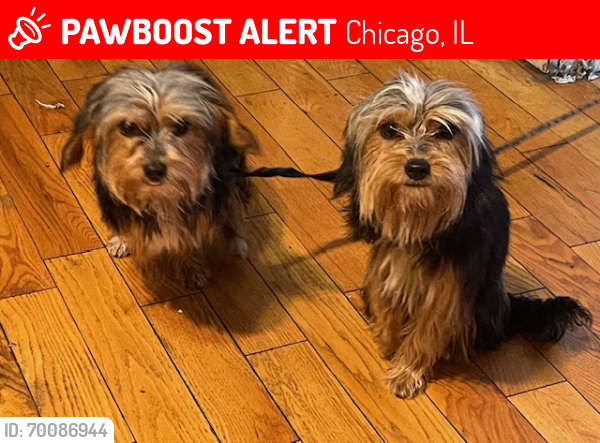 Lost Female Dog last seen 48th and South Forrestville. Chicago, Chicago, IL 60615