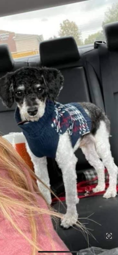 Lost Male Dog last seen Harding ave and Wrightwood 60647, Chicago, IL 60647