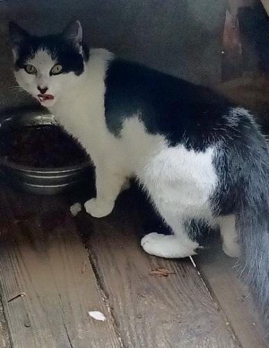 Lost Male Cat last seen Hwy 321 & Caroline Circle, Near Blowing Rock., Caldwell County, NC 28645