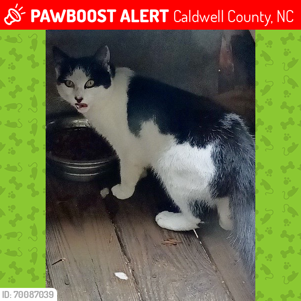 Lost Male Cat last seen Hwy 321 & Caroline Circle, Near Blowing Rock., Caldwell County, NC 28645