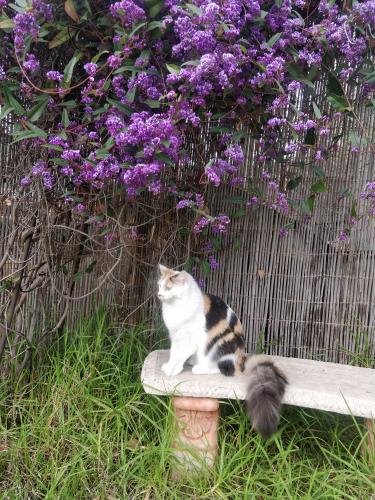 Lost Female Cat last seen Trethowan Avenue and High Street round about, Melton West, VIC 3337