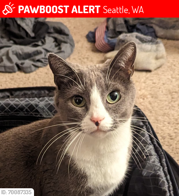 Lost Female Cat last seen N107TH street, Meridian Place apmts , Seattle, WA 98115
