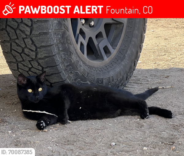 Lost Male Cat last seen Near Old Pueblo Rd, Fountain, CO 80817