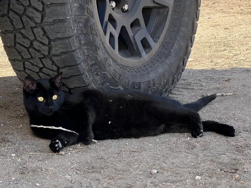 Lost Male Cat last seen Near Old Pueblo Rd, Fountain, CO 80817