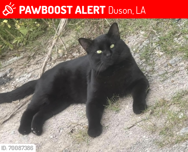 Lost Male Cat last seen Fieldspan rd , Duson, LA 70529