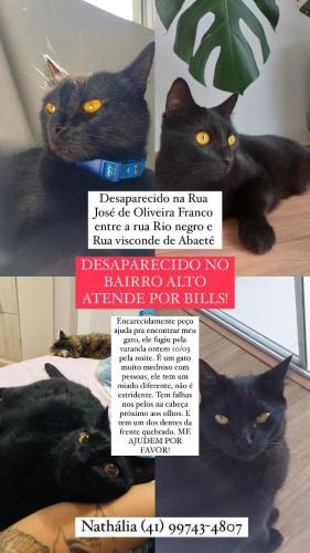 Lost Male Cat last seen Rua Rio  e visconde de Abaeté , Bairro Alto, PR 82820-110
