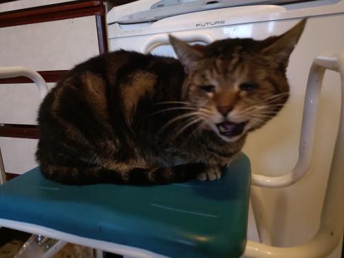 Lost Male Cat last seen Langer way clydach , Clydach, Wales SA6
