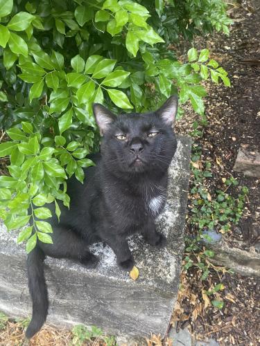 Lost Male Cat last seen near milton road , Auchenflower, QLD 4066