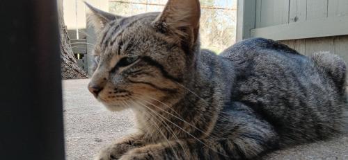 Lost Male Cat last seen Fm 528 road, Friendswood, TX 77546