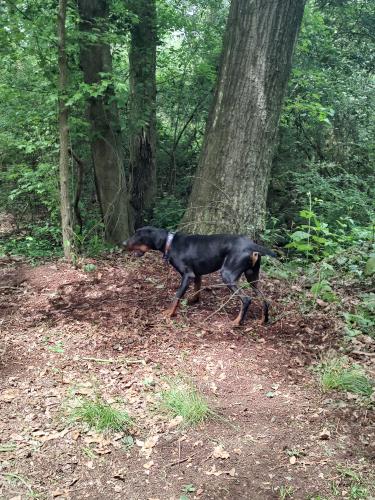 Lost Male Dog last seen McHenry Rd., Seymour, TN 37865