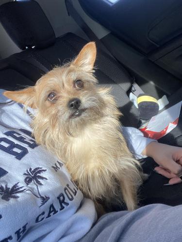 Lost Male Dog last seen Near royal ave Inver grove heights, Inver Grove Heights, MN 55076