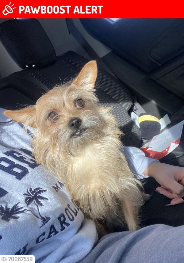 Lost Male Dog last seen Near royal ave Inver grove heights, Inver Grove Heights, MN 55076