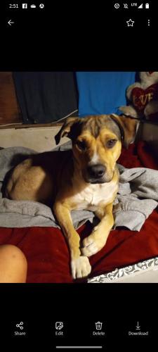 Lost Male Dog last seen Goliad elementary school odessa tx, Odessa, TX 79761