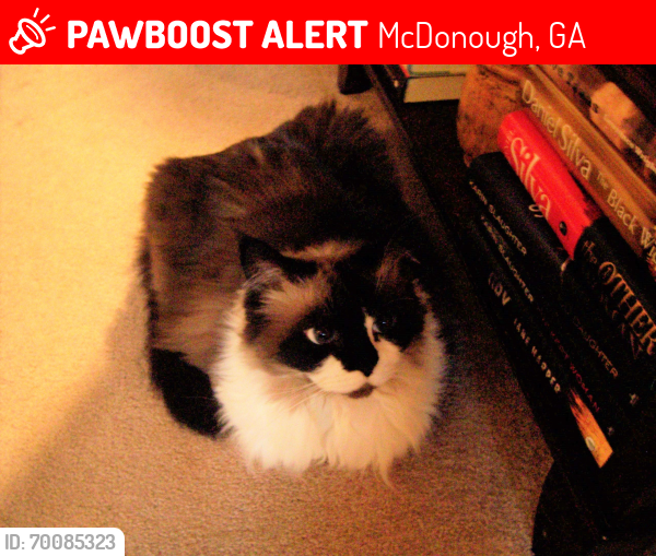 Lost Female Cat last seen Dove Court and Huiet Drive, McDonough, Lake Dow North, McDonough, McDonough, GA 30252